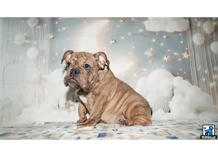 a english bulldog dog sitting on a bed