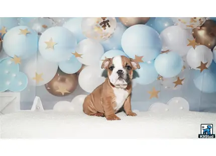 a english bulldog dog sitting in front of a wall of balloons
