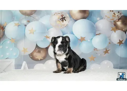 a english bulldog dog sitting in front of a wall of balloons
