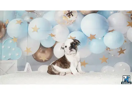 two english bulldog dogs sitting in front of a wall of balloons