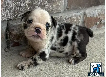 a english bulldog puppy lying on a rock
