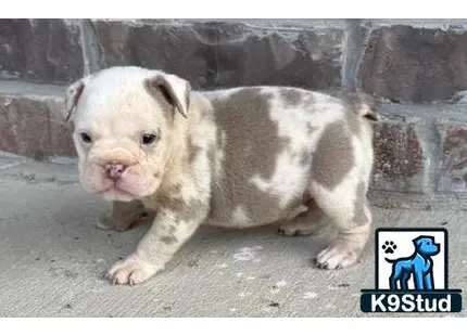 a baby english bulldog puppy standing on the ground