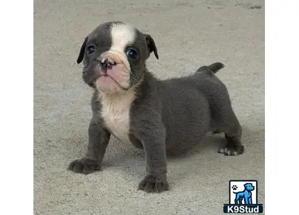 a small english bulldog dog sitting