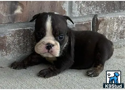 a small english bulldog dog lying on the ground
