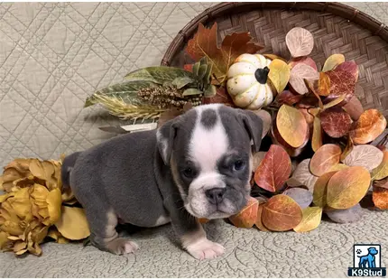 a english bulldog dog sitting on the ground with leaves on it
