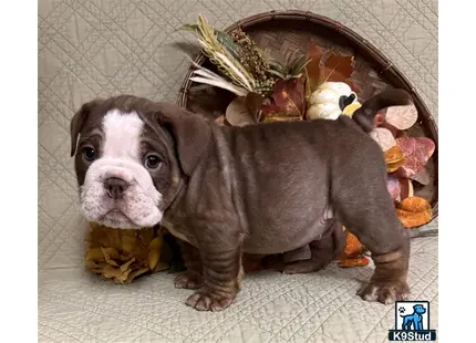 a english bulldog dog with a turtle head