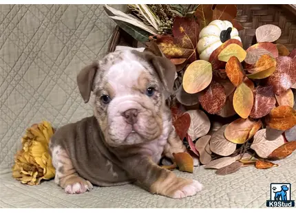 a english bulldog dog lying on the ground