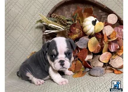 a english bulldog dog lying on the ground with a pile of cut up leaves