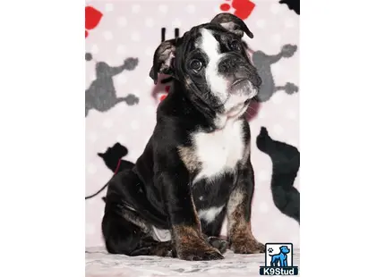 Error: Operation returned an invalid status code 429<br/>Stack Trace:    at Microsoft.Azure.CognitiveServices.Vision.ComputerVision.ComputerVisionClient.<DescribeImageInStreamWithHttpMessagesAsync>d__41.MoveNext()
--- End of stack trace from previous location where exception was thrown ---
   at System.Runtime.ExceptionServices.ExceptionDispatchInfo.Throw()
   at System.Runtime.CompilerServices.TaskAwaiter.HandleNonSuccessAndDebugger