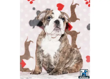 Error: Operation returned an invalid status code 429<br/>Stack Trace:    at Microsoft.Azure.CognitiveServices.Vision.ComputerVision.ComputerVisionClient.<DescribeImageInStreamWithHttpMessagesAsync>d__41.MoveNext()
--- End of stack trace from previous location where exception was thrown ---
   at System.Runtime.ExceptionServices.ExceptionDispatchInfo.Throw()
   at System.Runtime.CompilerServices.TaskAwaiter.HandleNonSuccessAndDebugger