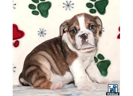 a english bulldog dog lying on a bed