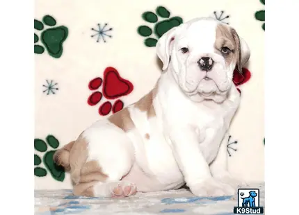 a english bulldog dog lying on a bed