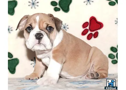 a english bulldog dog sitting on a bed