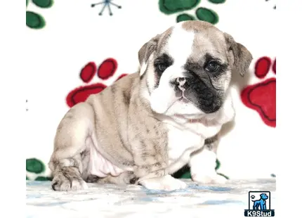 a english bulldog puppy lying on a blanket