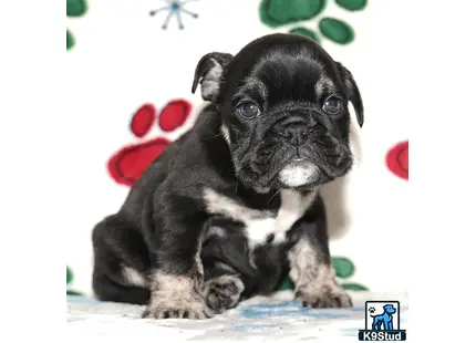 a english bulldog puppy with a stick in its mouth