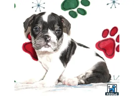a english bulldog puppy lying on snow