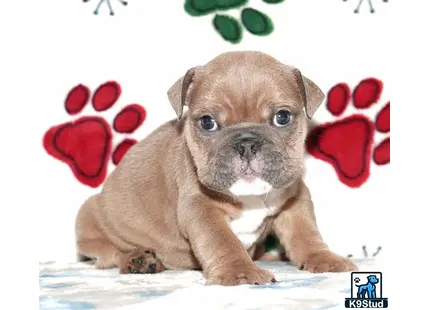 a english bulldog puppy with a heart on its head