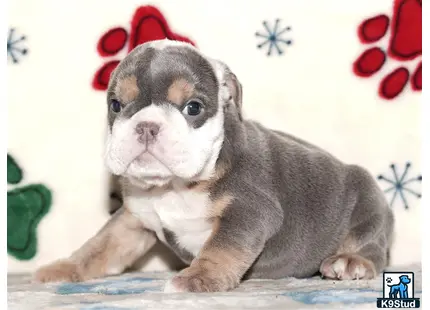 a english bulldog puppy wearing a santa hat