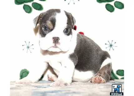 a small english bulldog dog with a red collar