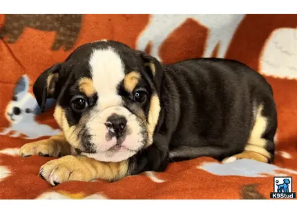 a english bulldog dog lying on a blanket