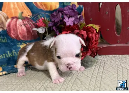 a white animal on a bed