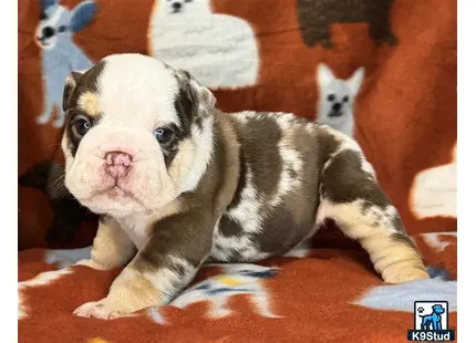 a small english bulldog puppy with a cats head