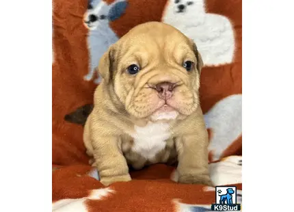 a english bulldog puppy sitting on a blanket