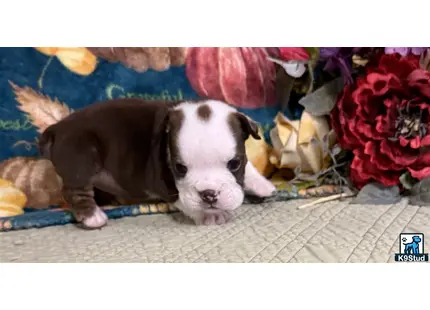 Error: Operation returned an invalid status code 429<br/>Stack Trace:    at Microsoft.Azure.CognitiveServices.Vision.ComputerVision.ComputerVisionClient.<DescribeImageInStreamWithHttpMessagesAsync>d__41.MoveNext()
--- End of stack trace from previous location where exception was thrown ---
   at System.Runtime.ExceptionServices.ExceptionDispatchInfo.Throw()
   at System.Runtime.CompilerServices.TaskAwaiter.HandleNonSuccessAndDebugger