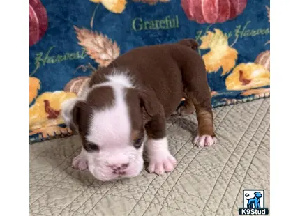 a english bulldog puppy lying on a blanket