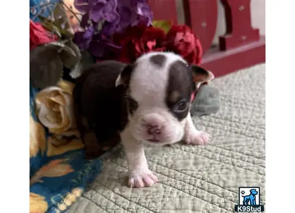 a small pig on a rug
