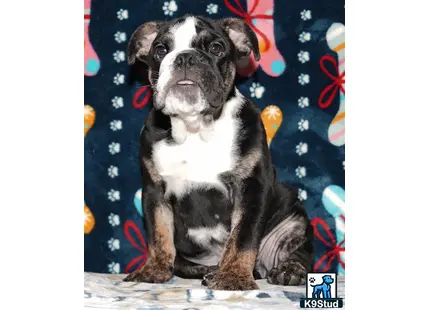 Error: Operation returned an invalid status code 429<br/>Stack Trace:    at Microsoft.Azure.CognitiveServices.Vision.ComputerVision.ComputerVisionClient.<DescribeImageInStreamWithHttpMessagesAsync>d__41.MoveNext()
--- End of stack trace from previous location where exception was thrown ---
   at System.Runtime.ExceptionServices.ExceptionDispatchInfo.Throw()
   at System.Runtime.CompilerServices.TaskAwaiter.HandleNonSuccessAndDebugger