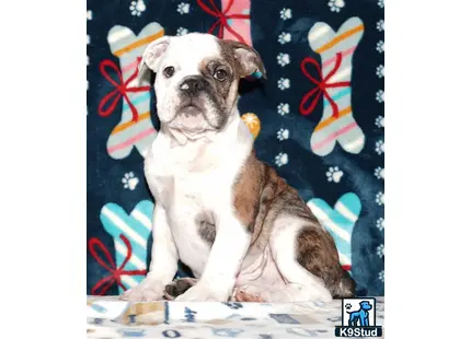 Error: Operation returned an invalid status code 429<br/>Stack Trace:    at Microsoft.Azure.CognitiveServices.Vision.ComputerVision.ComputerVisionClient.<DescribeImageInStreamWithHttpMessagesAsync>d__41.MoveNext()
--- End of stack trace from previous location where exception was thrown ---
   at System.Runtime.ExceptionServices.ExceptionDispatchInfo.Throw()
   at System.Runtime.CompilerServices.TaskAwaiter.HandleNonSuccessAndDebugger