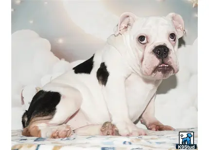 a english bulldog puppy and a english bulldog puppy