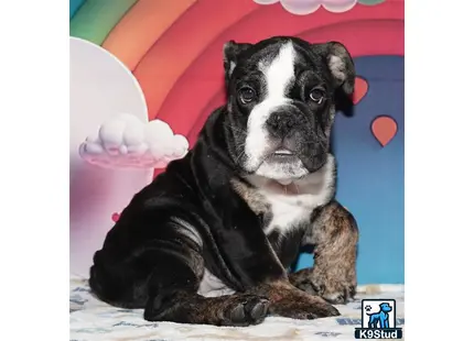 Error: Operation returned an invalid status code 429<br/>Stack Trace:    at Microsoft.Azure.CognitiveServices.Vision.ComputerVision.ComputerVisionClient.<DescribeImageInStreamWithHttpMessagesAsync>d__41.MoveNext()
--- End of stack trace from previous location where exception was thrown ---
   at System.Runtime.ExceptionServices.ExceptionDispatchInfo.Throw()
   at System.Runtime.CompilerServices.TaskAwaiter.HandleNonSuccessAndDebugger