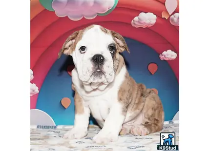 Error: Operation returned an invalid status code 429<br/>Stack Trace:    at Microsoft.Azure.CognitiveServices.Vision.ComputerVision.ComputerVisionClient.<DescribeImageInStreamWithHttpMessagesAsync>d__41.MoveNext()
--- End of stack trace from previous location where exception was thrown ---
   at System.Runtime.ExceptionServices.ExceptionDispatchInfo.Throw()
   at System.Runtime.CompilerServices.TaskAwaiter.HandleNonSuccessAndDebugger