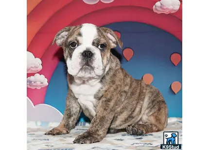 Error: Operation returned an invalid status code 429<br/>Stack Trace:    at Microsoft.Azure.CognitiveServices.Vision.ComputerVision.ComputerVisionClient.<DescribeImageInStreamWithHttpMessagesAsync>d__41.MoveNext()
--- End of stack trace from previous location where exception was thrown ---
   at System.Runtime.ExceptionServices.ExceptionDispatchInfo.Throw()
   at System.Runtime.CompilerServices.TaskAwaiter.HandleNonSuccessAndDebugger