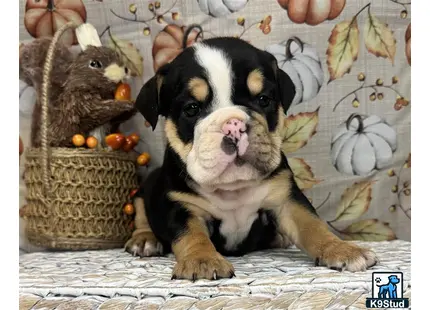 a english bulldog dog with a stuffed animal on its head