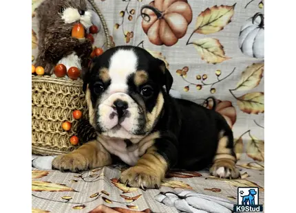 a english bulldog dog lying on a bed