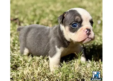 a baby goat standing in grass