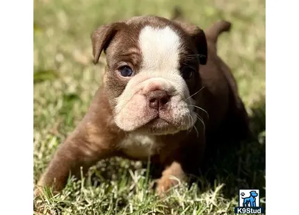 a english bulldog dog lying in the grass