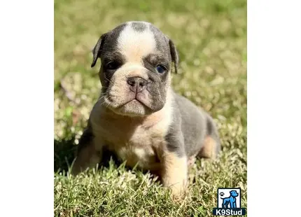 a english bulldog puppy sitting in the grass