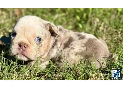 a english bulldog puppy lying in the grass