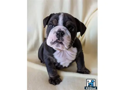 a english bulldog dog with a scarf around its neck