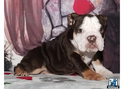 a english bulldog dog lying on a couch