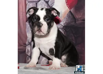 a small black and white english bulldog dog