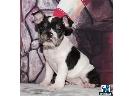 a small english bulldog dog wearing a santa hat