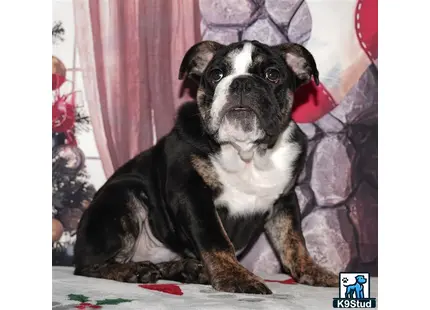 Error: Operation returned an invalid status code 429<br/>Stack Trace:    at Microsoft.Azure.CognitiveServices.Vision.ComputerVision.ComputerVisionClient.<DescribeImageInStreamWithHttpMessagesAsync>d__41.MoveNext()
--- End of stack trace from previous location where exception was thrown ---
   at System.Runtime.ExceptionServices.ExceptionDispatchInfo.Throw()
   at System.Runtime.CompilerServices.TaskAwaiter.HandleNonSuccessAndDebugger