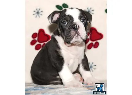 a english bulldog dog with a flower on its head