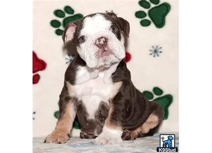 a english bulldog dog sitting on a couch