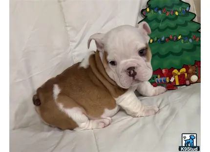 a english bulldog dog lying on a bed